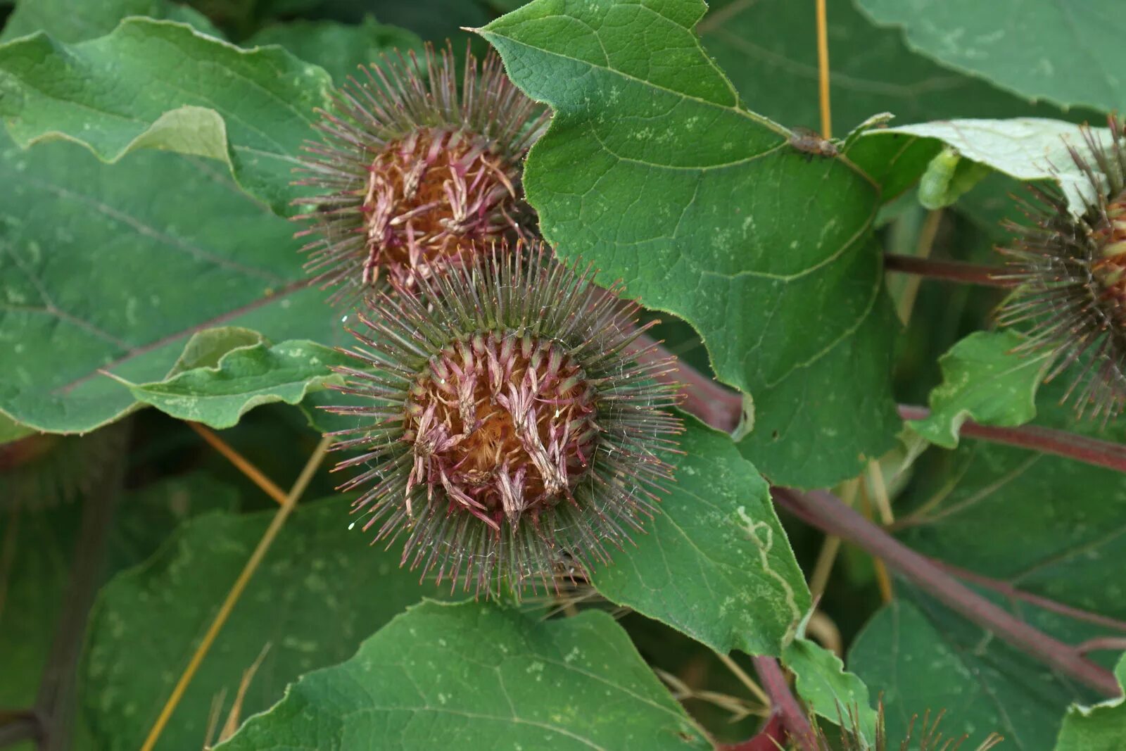 Куст лопуха. Arctium Lappa l.. Лопух паутинистый. Репейник паутинистый. Лопух репейник.