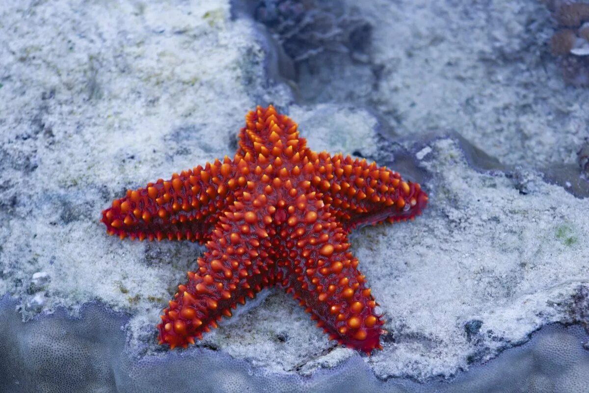 Алая морская звезда фото. Морская звезда lunckia columbiae. шестиконечная морская звезда. астерия амурская морская звезда. терновый венец морская звезда.