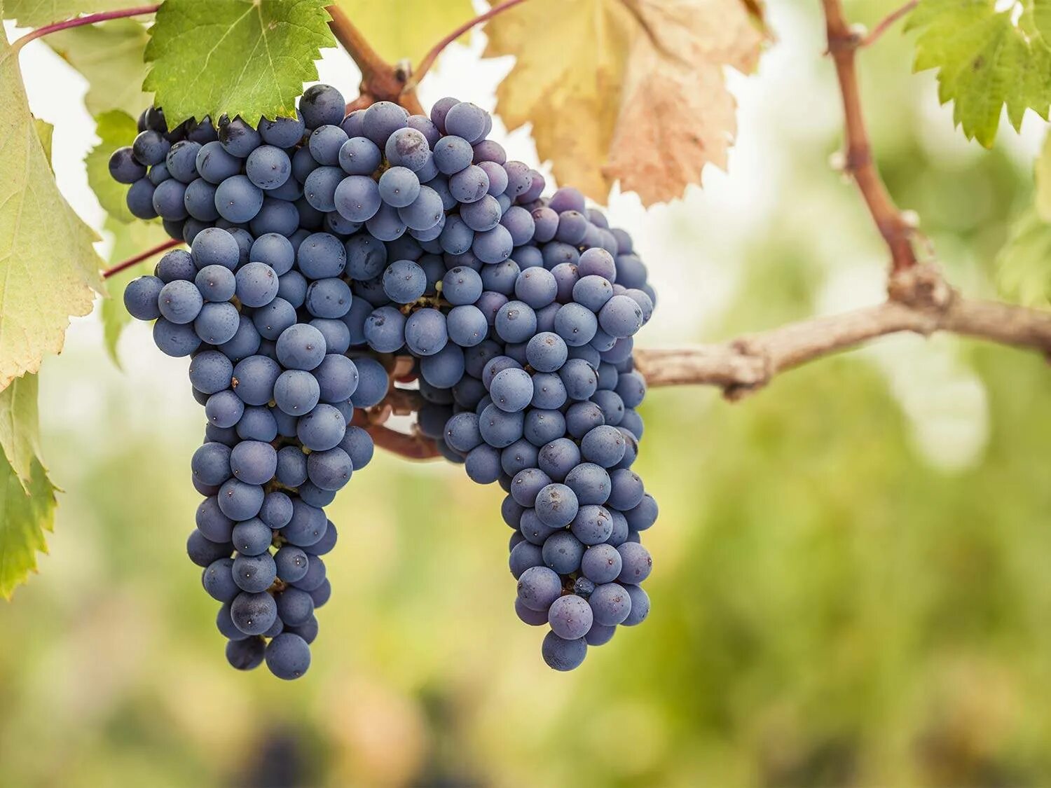 Нуар сорт винограда. Пино нуар сорт винограда. сорт винограда пино. pinot noir сорт винограда.