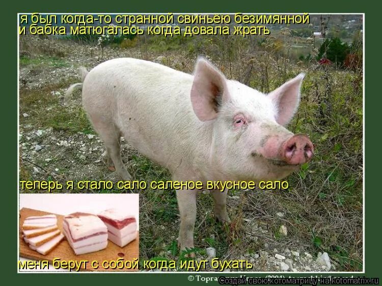 свинья ничего не есть