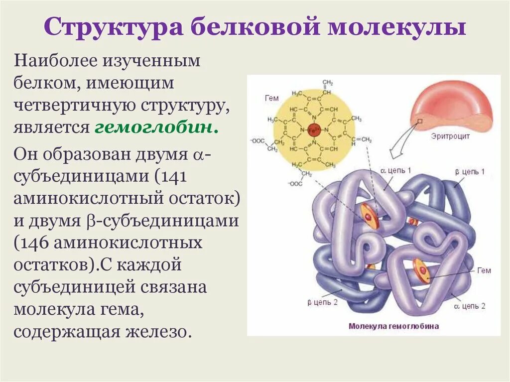 Три особенности белков. Структура белков биология 10 класс. Гемоглобин белок четвертичной структуры. Гемоглобин структура четвертичная структура белка. Структура белка биология.