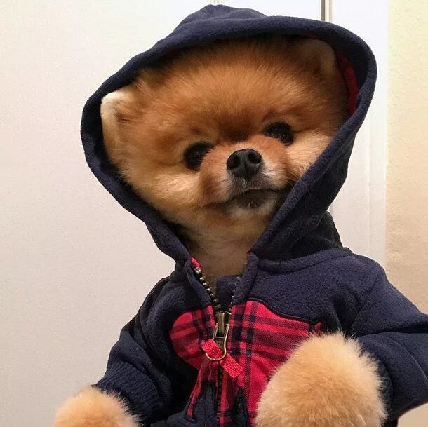 Какой собаки модные. Померанский шпиц jiffpom. модные собачки. модные маленькие собачки. модные щенки.