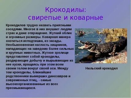Сообщение о гребнистом крокодиле 4 класс