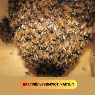 Место где пчелы зимуют 7