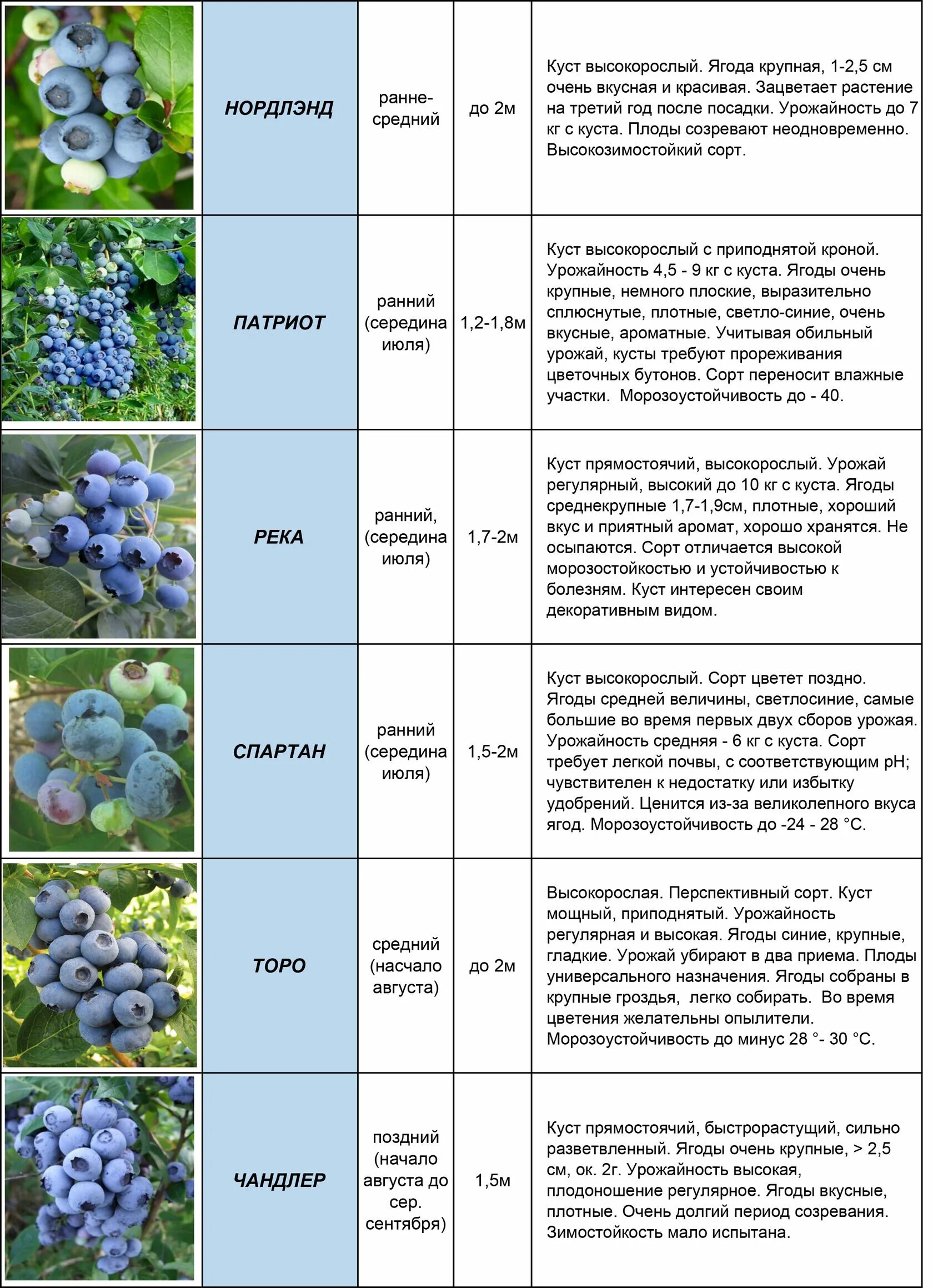 Голубика сорт Блюкроп цветение. Голубика Патриот описание сорта. Саженцы голубики описание сортов. Таблица цветения голубики. Голубика патриот описание сорта отзывы опылители