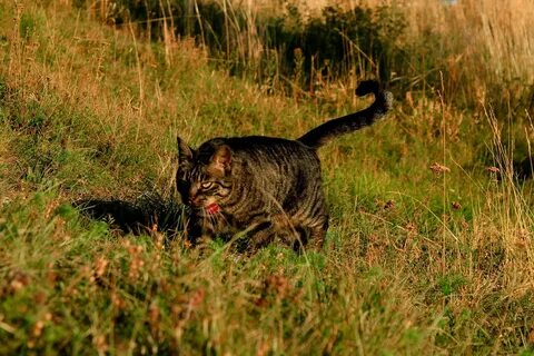 Котята охотятся