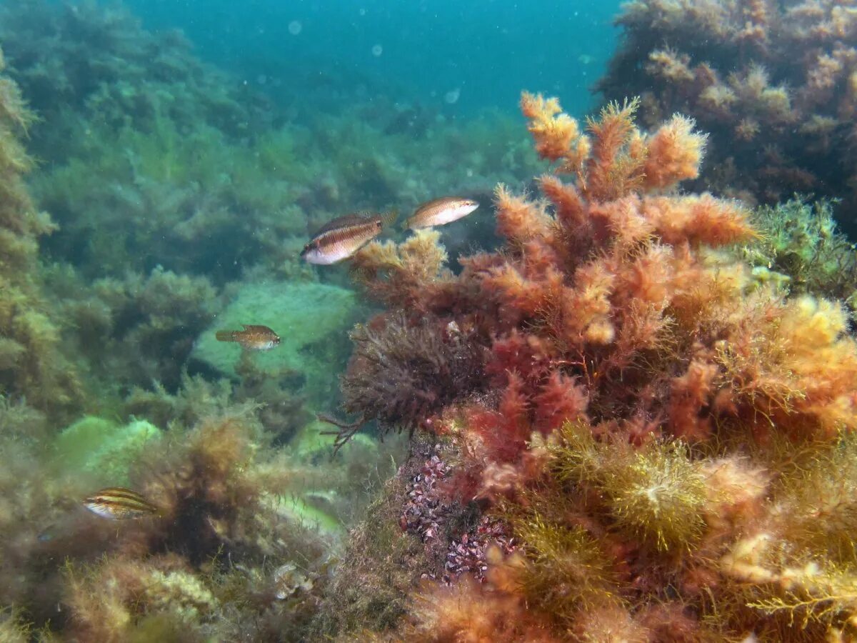 Подводный мир черного моря. Морские глубины. Подводный мир черного моря. Коралловый риф мелководье. Подводный мир черного моря.
