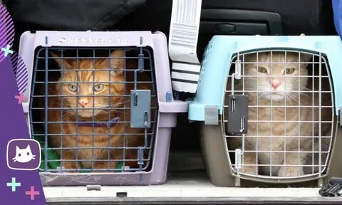 Pet travel
