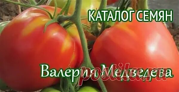 Свои семена от медведевых