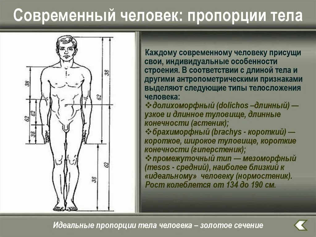 Длина рук составляет. Пропорции человека. Пропорции современного человека. Измерений пропорций человека. Пропорции человеческого тела.