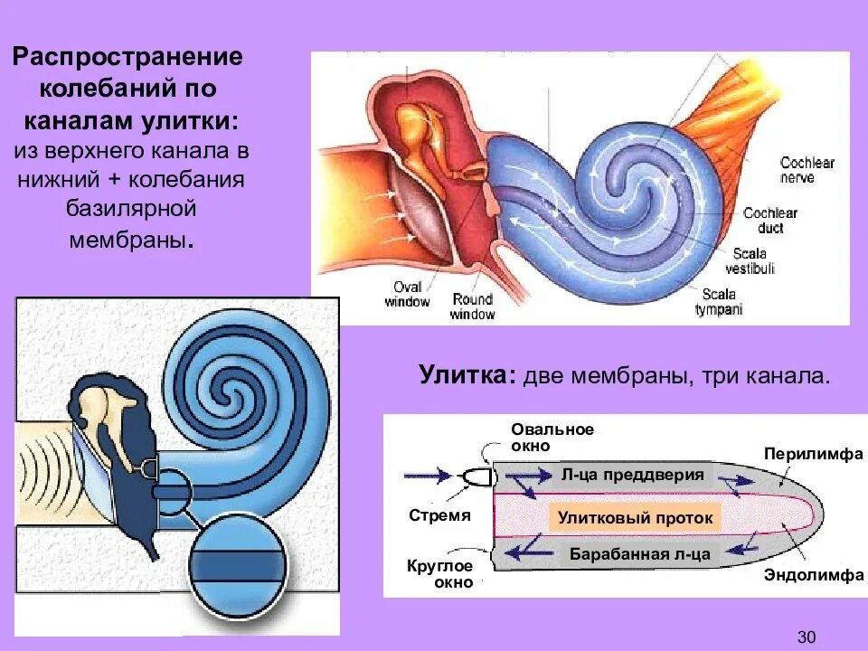 Три канала улитки. Передача звуковых колебаний по каналам улитки. Механизм передачи звуковых колебаний в улитке. Механизм передачи звуковых колебаний по каналам улитки. Распространение звука в улитке.