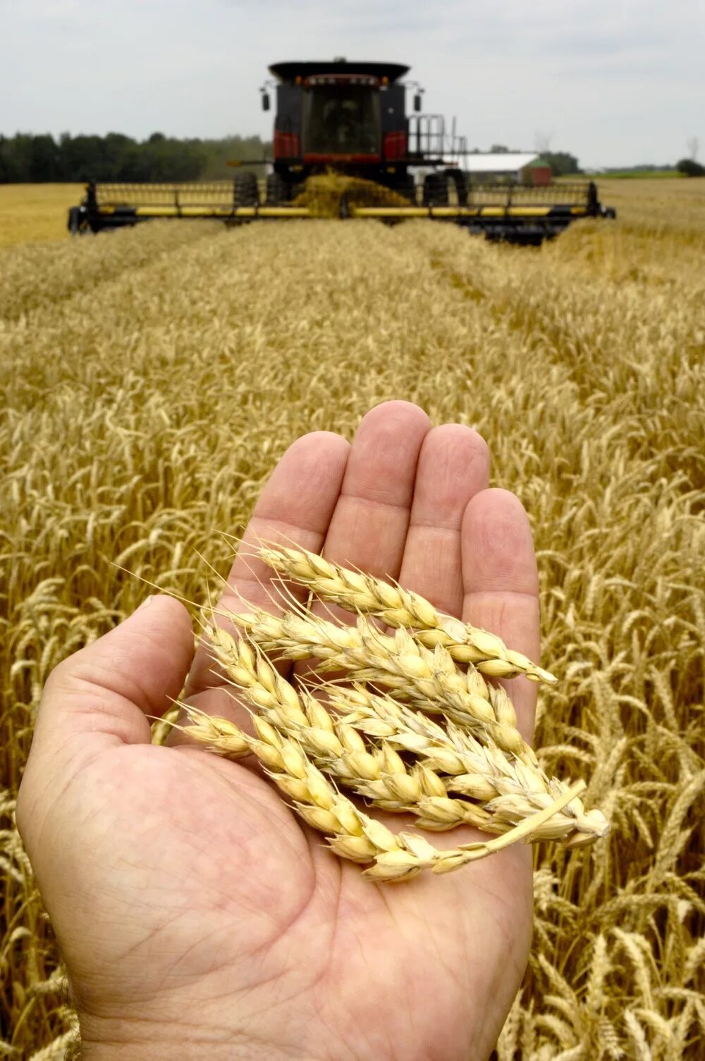 Пшеница зерно. Уборка урожая. Урожай зерна. Жатва пшеницы.