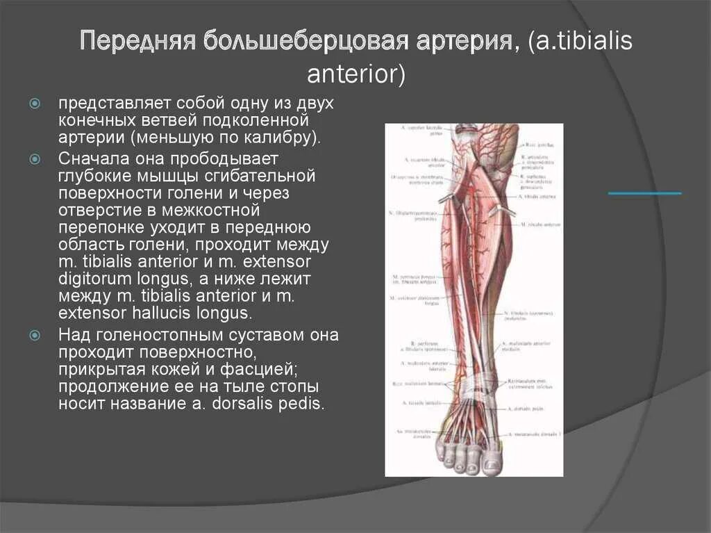 Большеберцовая артерия. Передняя большеберцовая артерия (a. tibialis anterior):. ветви задней большеберцовой артерии. артерия тибиалис. артерия тибиалис антериор.