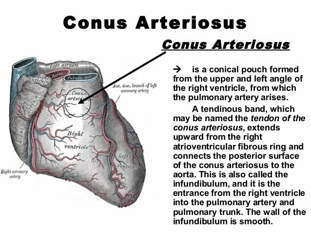 Plexus arteriosus. Conus arteriosus. conus arteriosus перевод. conus arteriosus is.