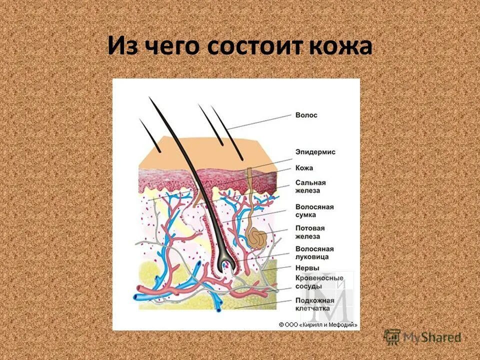Из чего состоит кожа. Из чего состоит кожа