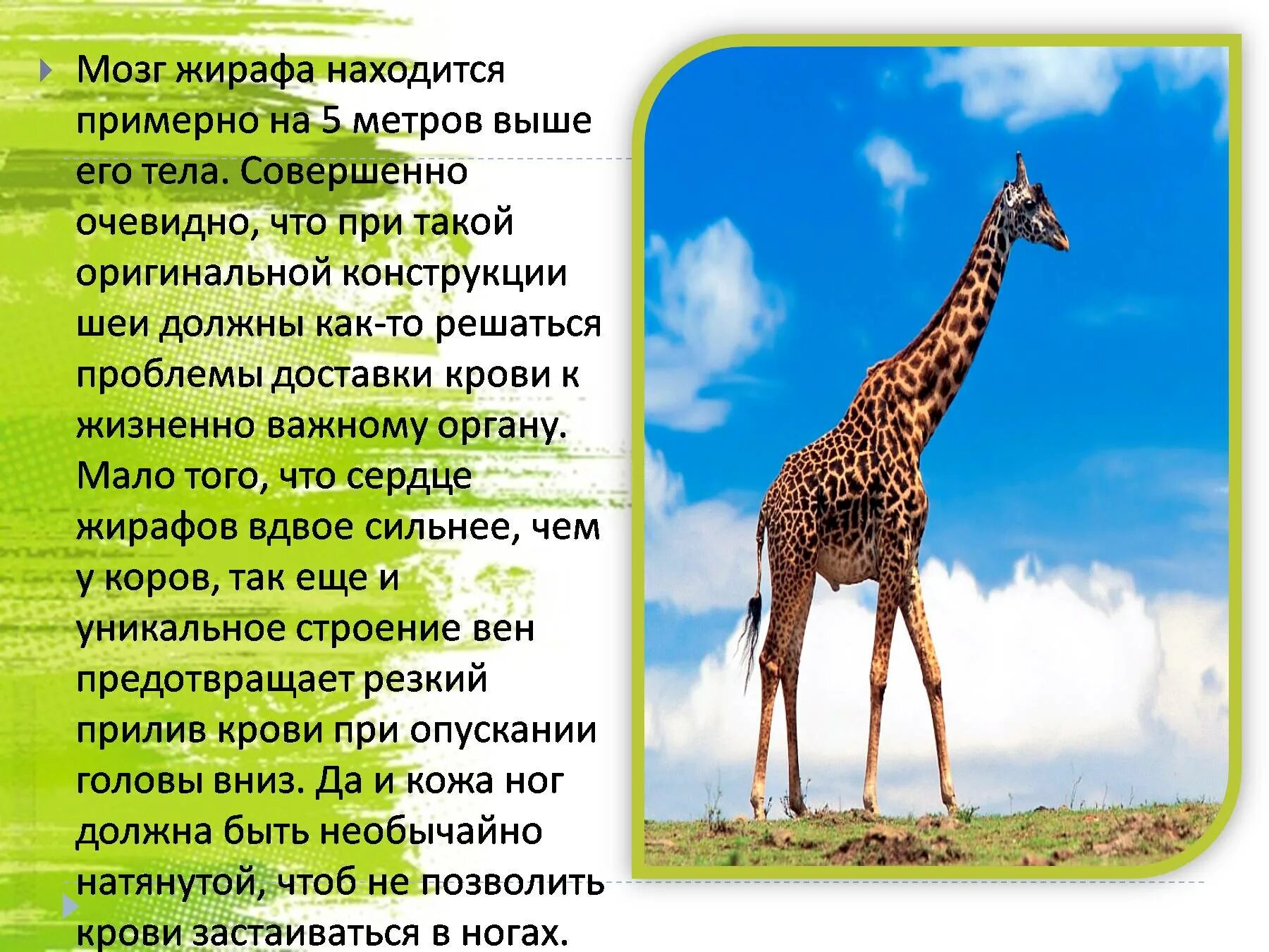 Доклад 1 класс окружающий мир про животных. Интересные факты о животных. Интереные факт о животных. Интересные факты о жирафах. Необычные факты о животных.