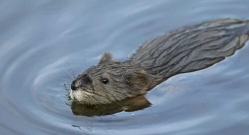 Выдра и ондатра. Водяная полёвка отличие от ондатры. Muskrat Ramble. Известно что ондатра полуводное млекопитающее отряда грызунов