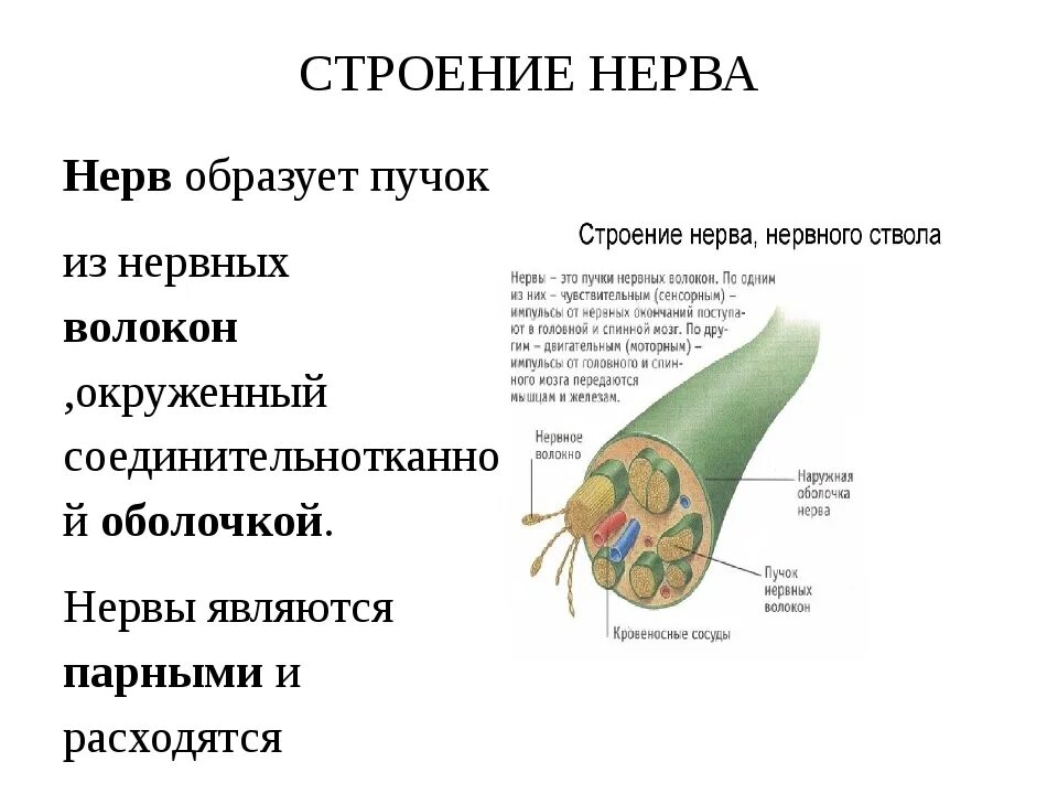 Внутреннее строение нерва. Строение нерва анатомия. Схема строения нерва. Строение периферического нерва топографическая анатомия. Строение нервного пучка.