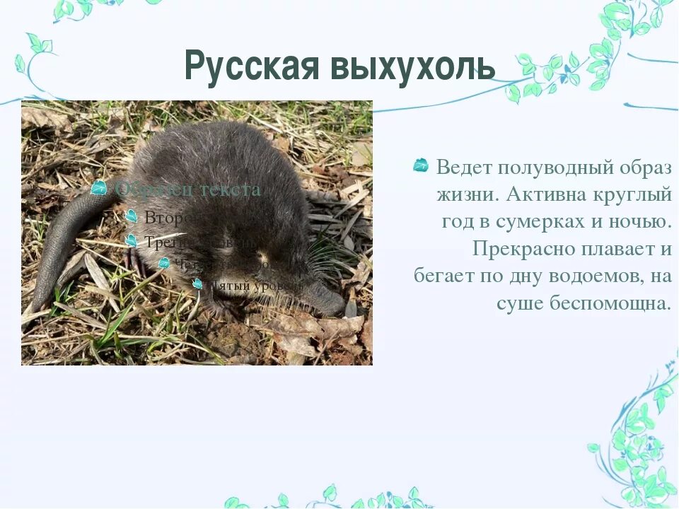 Текст песни раковая выхухоль страшный сон 2. Выхухоль рассказ. Текст песни раковая выхухоль страшный сон 2. Выхухоль и похухоль. Выхухоль и похухоль.
