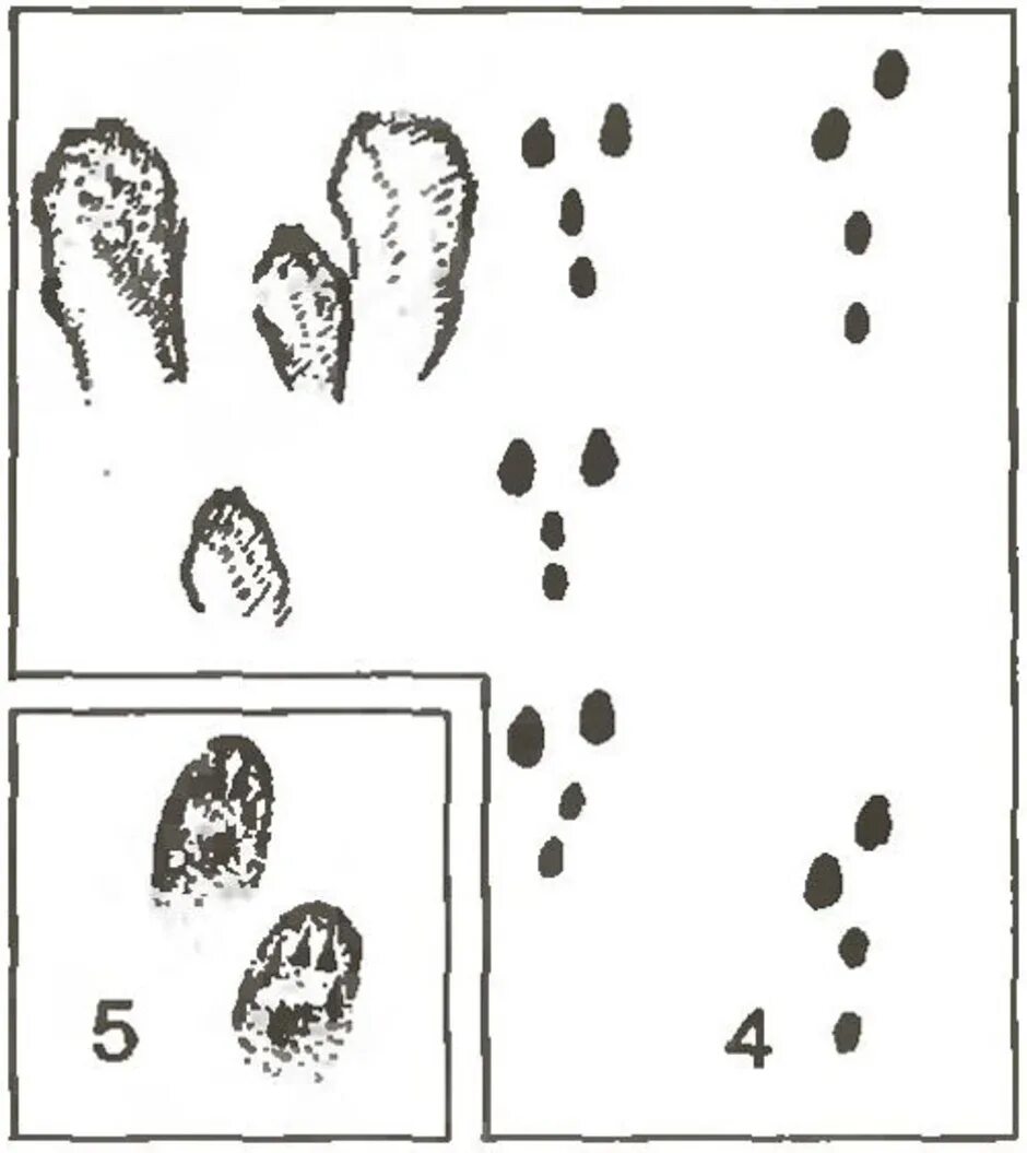 Направление следа зайца. Следы заячьих лап. Следы Зайцев направление. Следы заячьих лап на снегу. Не заячий след не распечатанное письмо