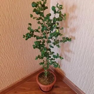 Фикус барок