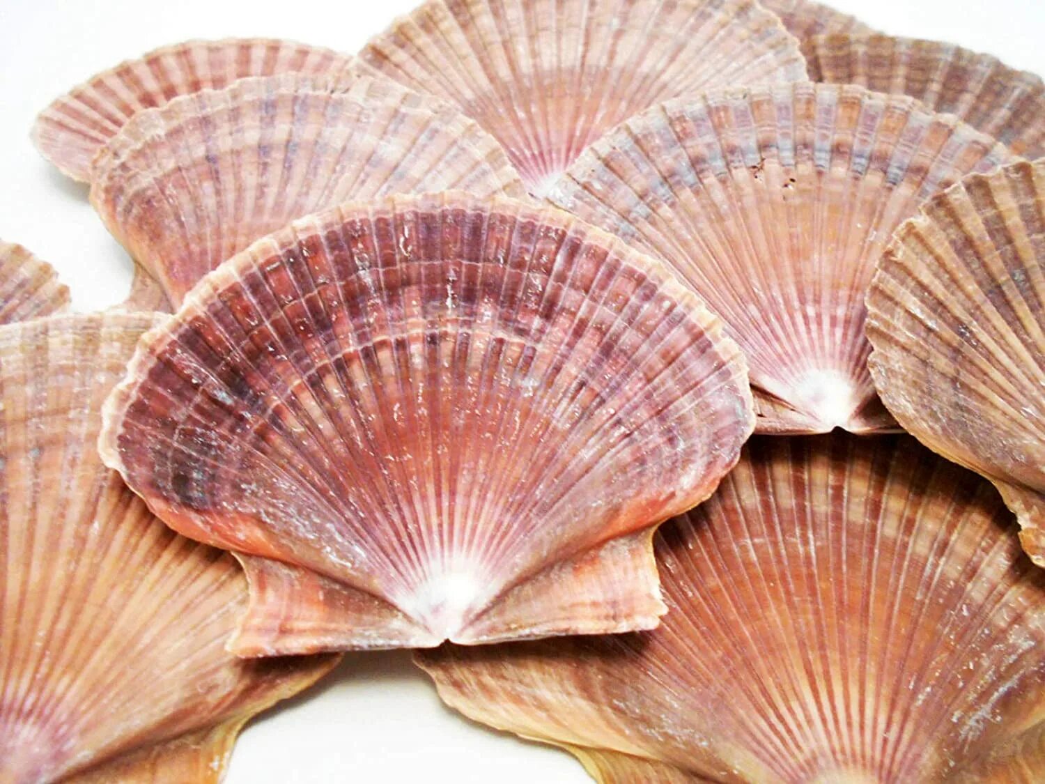 Scallop Shell раковина. Морской гребешок Шелл. Морской гребешок Ракушка. BAV Scallop Ракушка. Ракушка гребешок морской