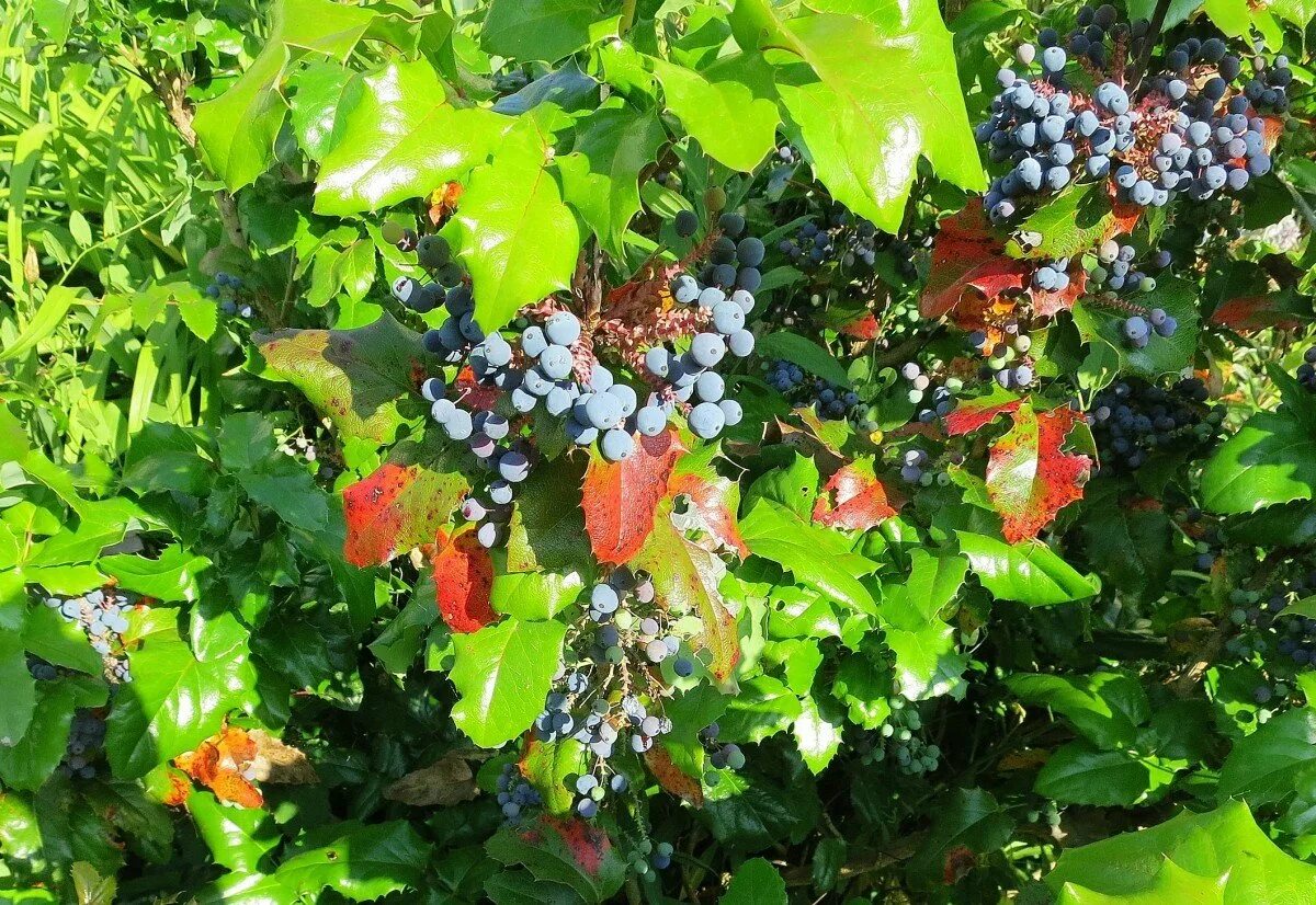 Плодовые кусты. Плодовые кустарники. ягодные кустарники. плодоносящие кустарники. ягоды на кустах.