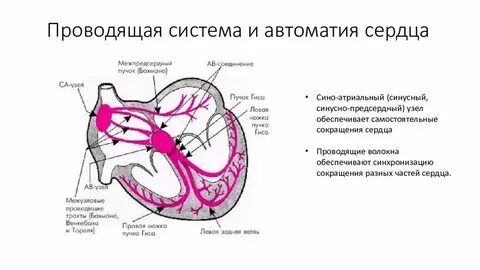 Центры автоматизма сердца