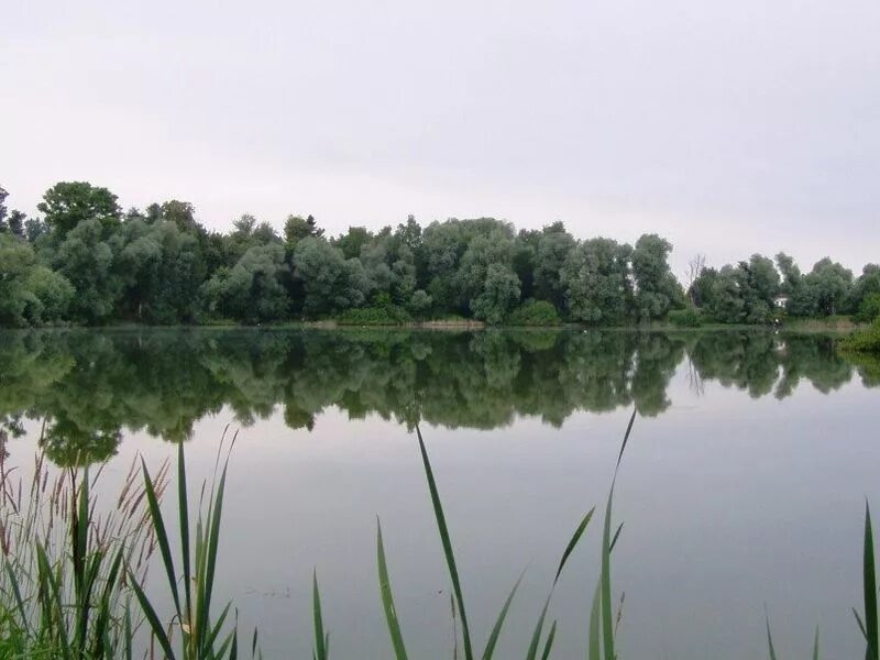 Муромский заказник. Озеро виша. Озеро виша. Озеро виша. Озеро виша.
