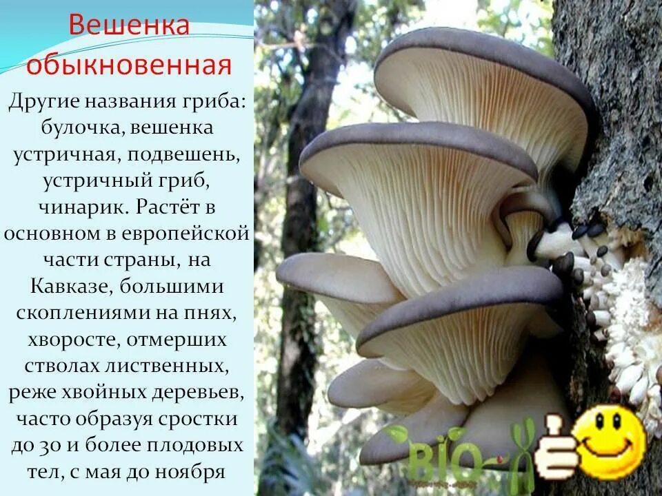 Вёшенка - описание, состав, калорийность и пищевая ценность - Patee. Рецепты