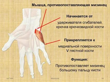 Приводящая большой палец кисти