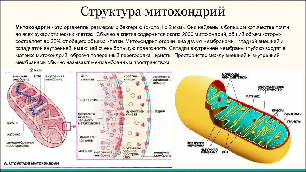 Записать строение митохондрии. Митохондрии строение и функции. Строение митохондрии животной клетки. Митохондрии структура и функции.