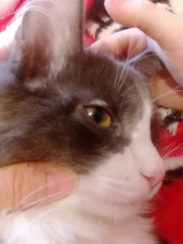 Над глазом у кота. Залысины у кота над глазами. залысины у кота вокруг глаз.