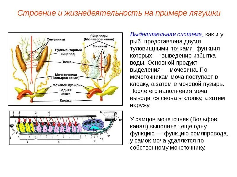 Какое выделение у рыб