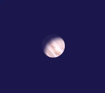 Venus chub ai