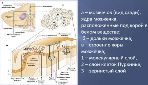 Участие мозжечка