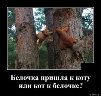 Почему приходят белочки