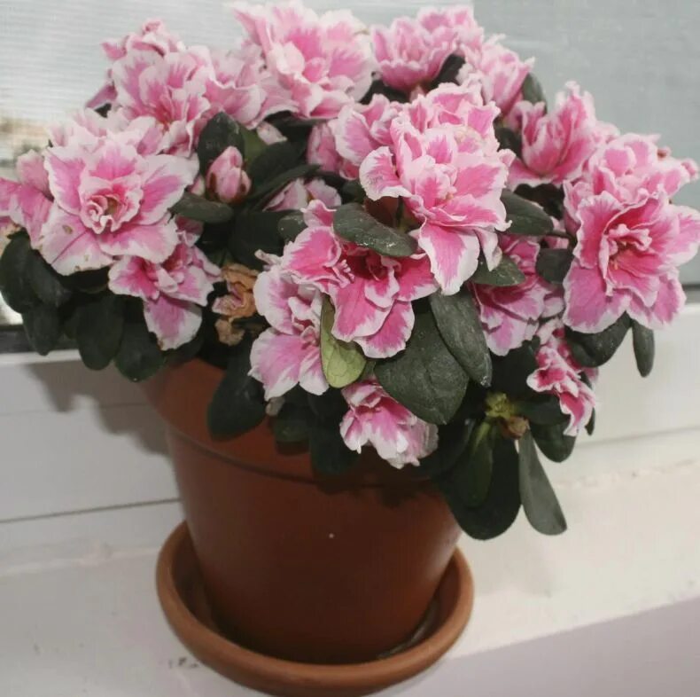 Азалии уход. Азалии уход. Азалии уход. Азалии уход. Азалии уход.