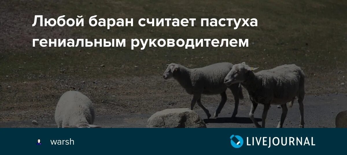 Баран цитаты. Люди как бараны. Афоризмы про Баранов. Поговорка про стадо Баранов. Как говорит баран