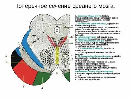 Центральное серое вещество