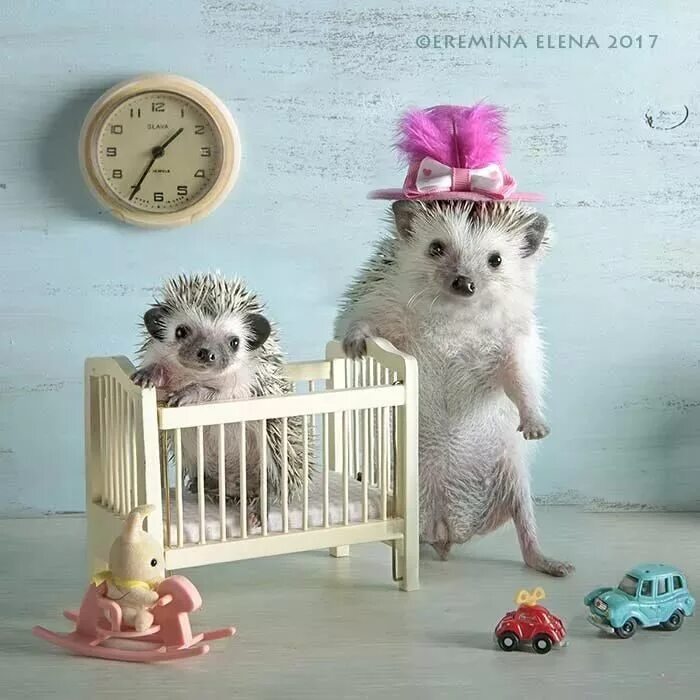 Ежики еремина. Ежик и кофе. Крымский еж. Ежик. Тайная жизнь ежиков.