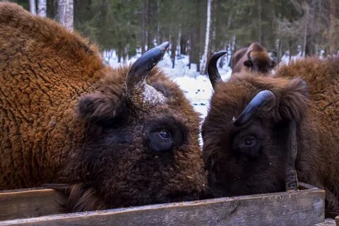 Нашли зубров