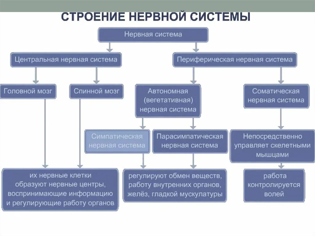 Структуры и функции нервной системы. Таблица структура нервной системы человека. центральная нервная система функции таблица. функции нервной системы схема. нервная система по функциям схема.