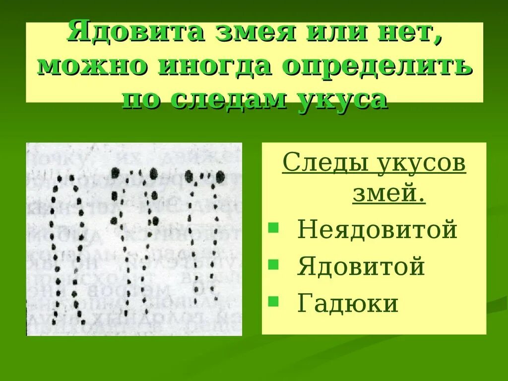 Укус ядовитой и неядовитой змеи. Следы укуса ядовитой и неядовитой змеи. Как отличить укус ядовитой и неядовитой змеи. Укус неядовитый змеи вид. Как отличить ядовитые