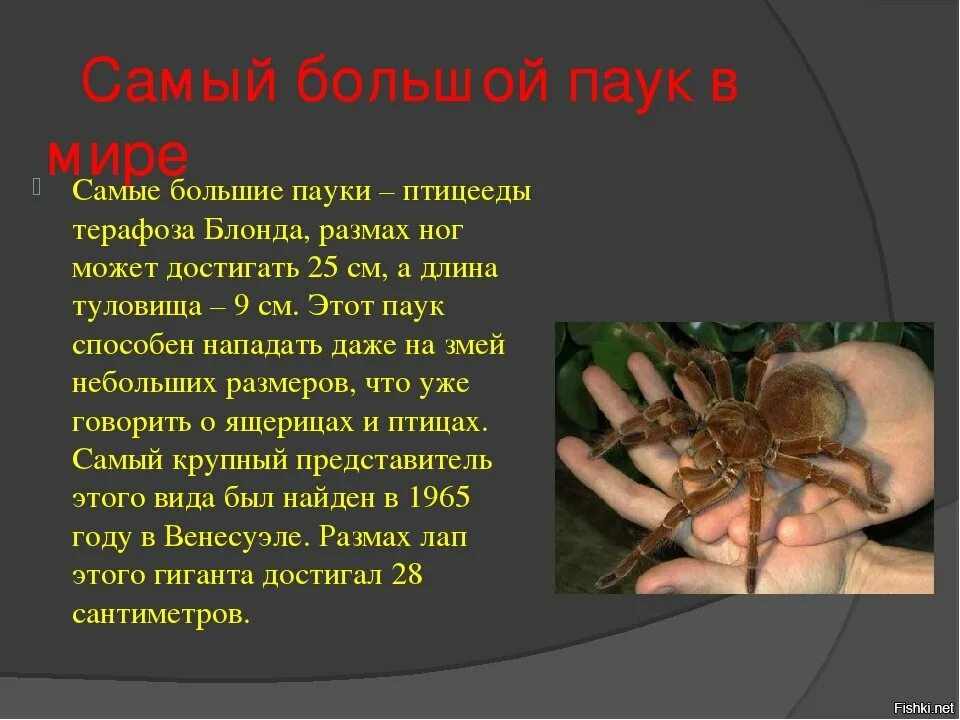 Самый маленький рассказ в мире. Рассказ о пауках. Сообщение о пауке. Рассказ о паукообразных. Сообщение на тему пауки.
