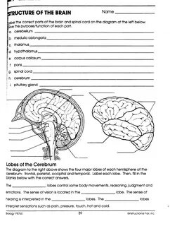 Перевод текста brain