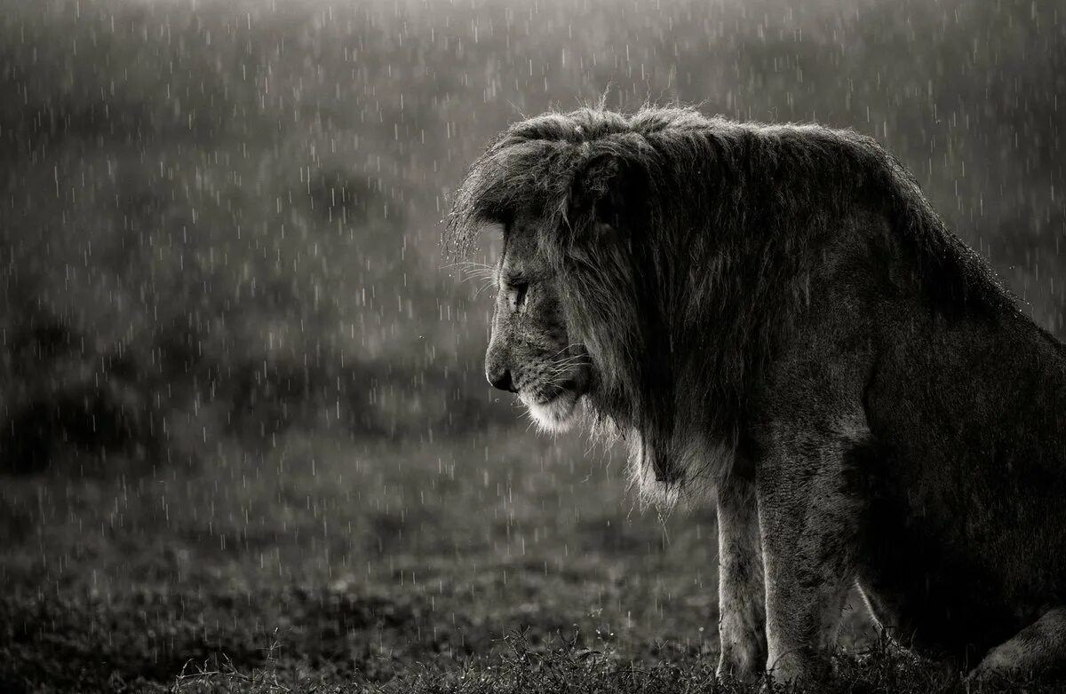 Скучающий лев. Грустный Лев. Одинокий Лев. Одинокий грустный Лев. Лев под дождем.