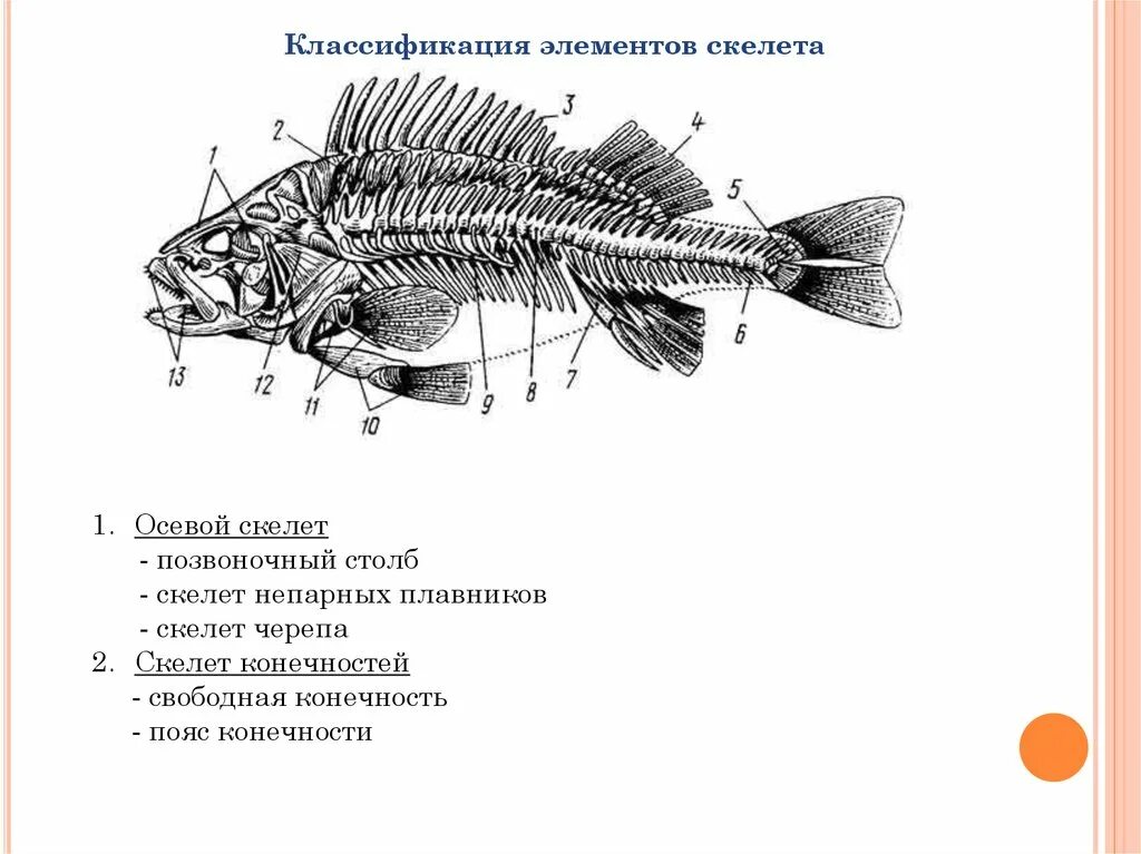 Скелет рыб пояс передних конечностей. Скелет непарных плавников рыб. Скелет передних и задних конечностей у рыб. Скелет поясов конечностей у рыб. Скелет парных конечностей