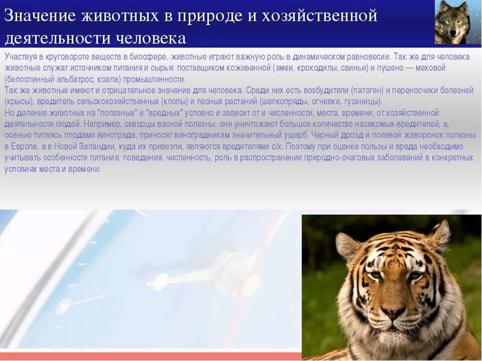 Как животные играют роль в человеке. Ролт животных в природе. Животные значение в природе. Важность животных в жизни человека. Значение животных в природе и хозяйственной деятельности человека.