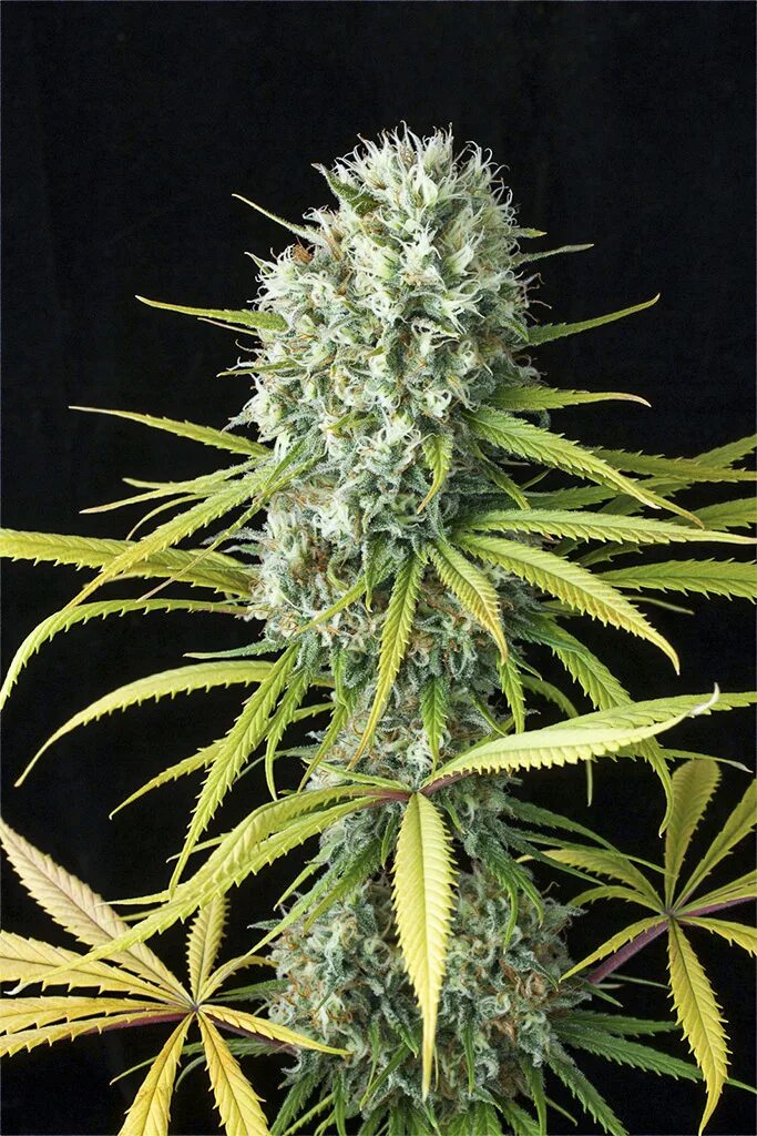 Auto power plant dutch passion. Power plant auto fem. Acapulco gold barney's farm. Мазар сорт травы. Вайт видоу.